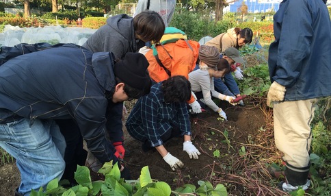 芋掘り体験の様子です!