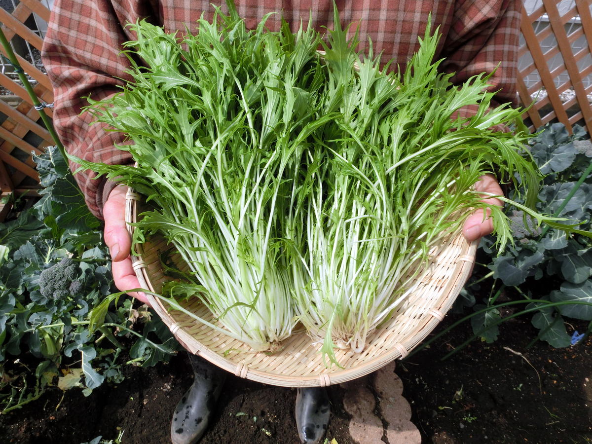 【簡単レシピ付き!】手軽にベランダ菜園!シャキシャキの水菜をプランターで栽培しよう!