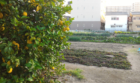 毎年冬には、レモンの木が農園を彩ります!