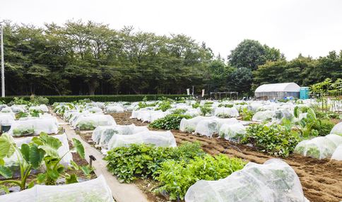 畑の様子です!多くの野菜が育っています!