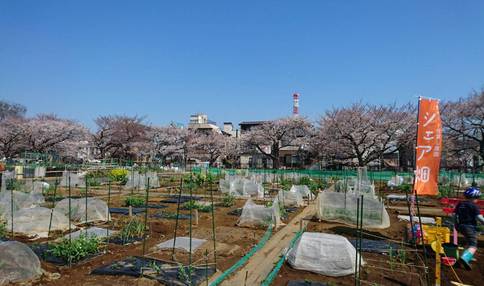 シェア畑 さいたま与野