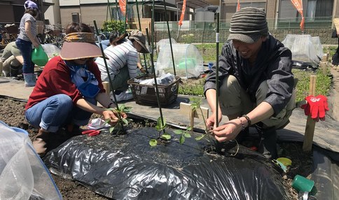 苗植え作業中