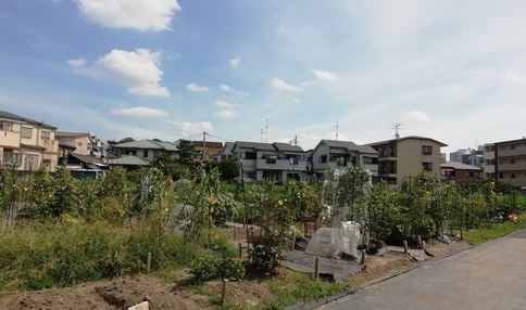 畑の様子です