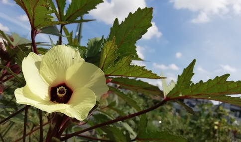オクラの花がきれいですね!