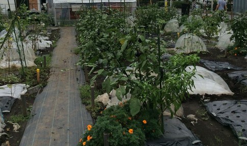 たくさんの野菜が植えてあります