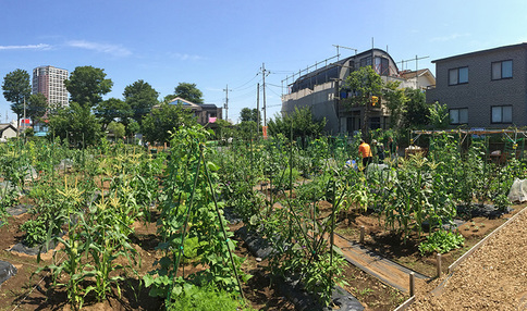 シェア畑 ひばりが丘 農園風景1