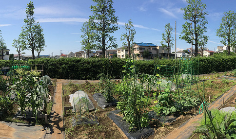 シェア畑 ひばりが丘 農園風景2