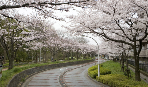 水元公園の桜並木