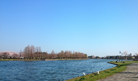 水元公園の水辺の風景