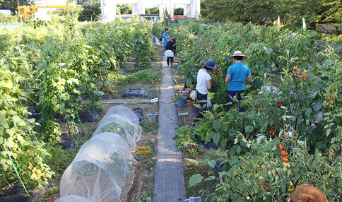 畑の様子、多くのお野菜が育っていますね!