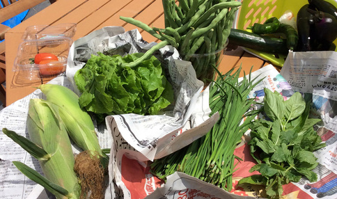 多くの夏野菜が採れました!