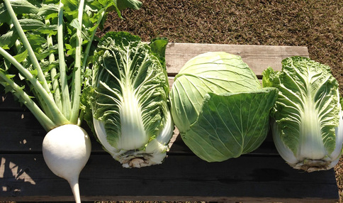 とても大きなお野菜たち!おいしそうです